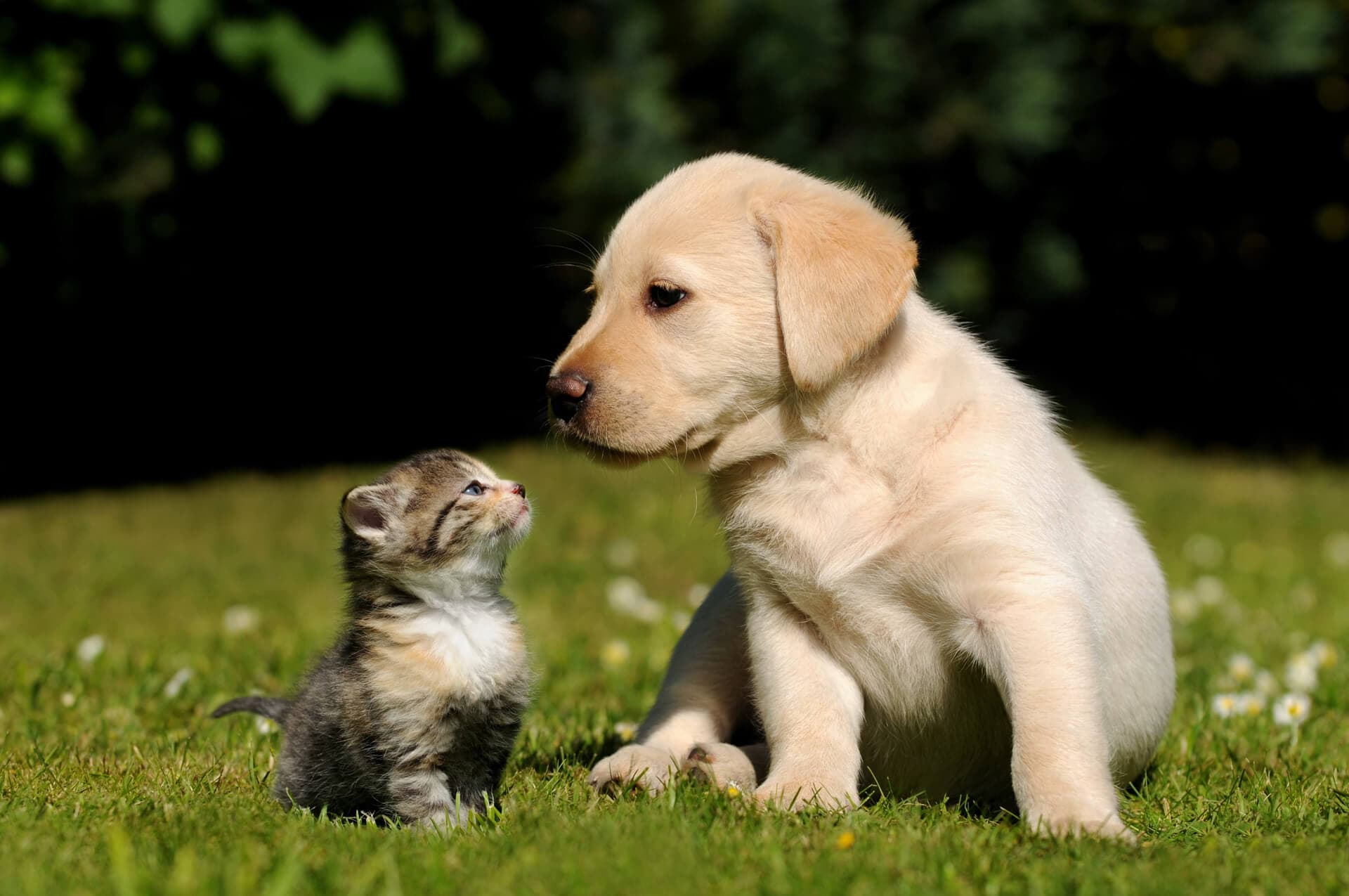 Cuidado de perros y gatos