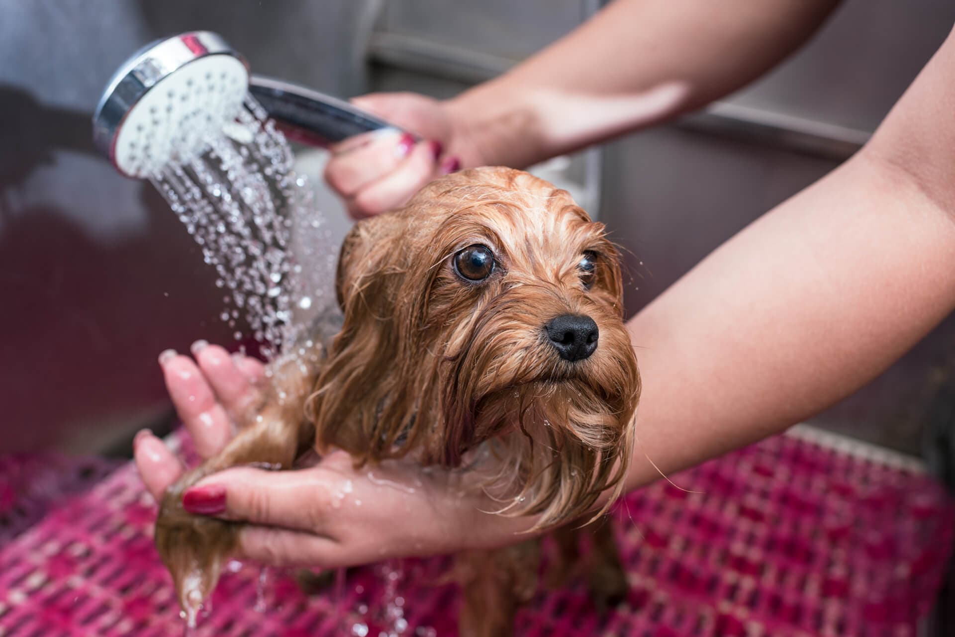 Otros servicios veterinarios de Ultramar, en Fene y Ferrol